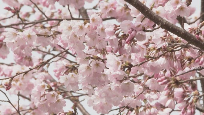 公立小中高の入学式放送予定🌸